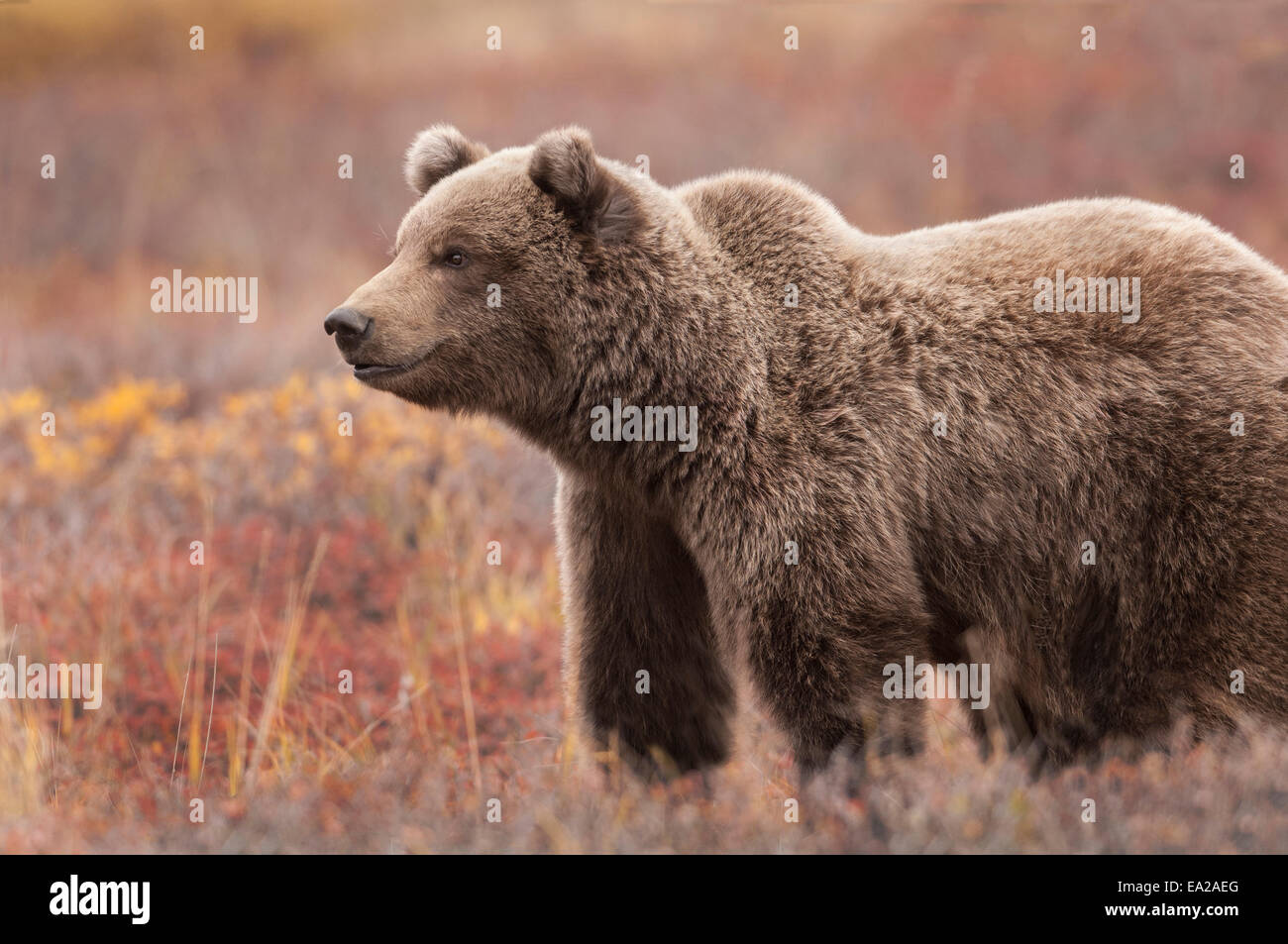 Grizzly (Ursus Arctos) Bär Sau, Nat ' l Denali Park, Alaska Stockfoto