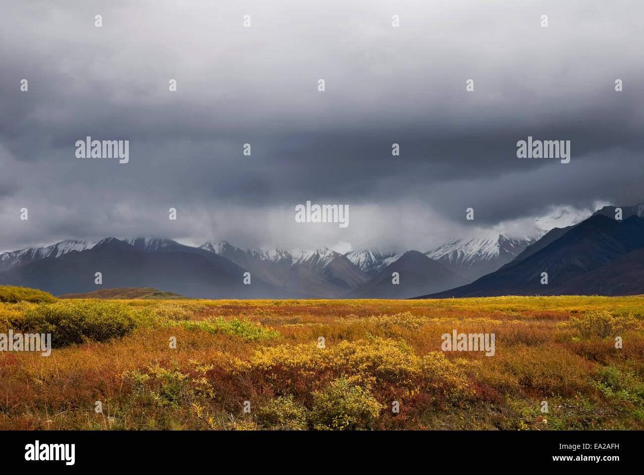 Nat ' l Denali Park, Alaska. Die bunten fallen Tundra Kontrast mit der dunklen Regenwolken hüllt die Alaska Range Mountains. Stockfoto