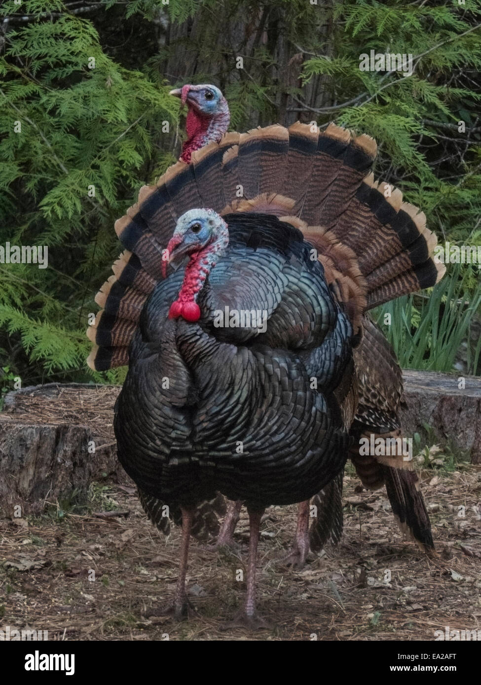 Wildtruthahn Männchen (Meleagris Gallopavo) Kehllappen engorged mit Blut, Weibchen während der Brutzeit zu gewinnen. Sierra foothi Stockfoto