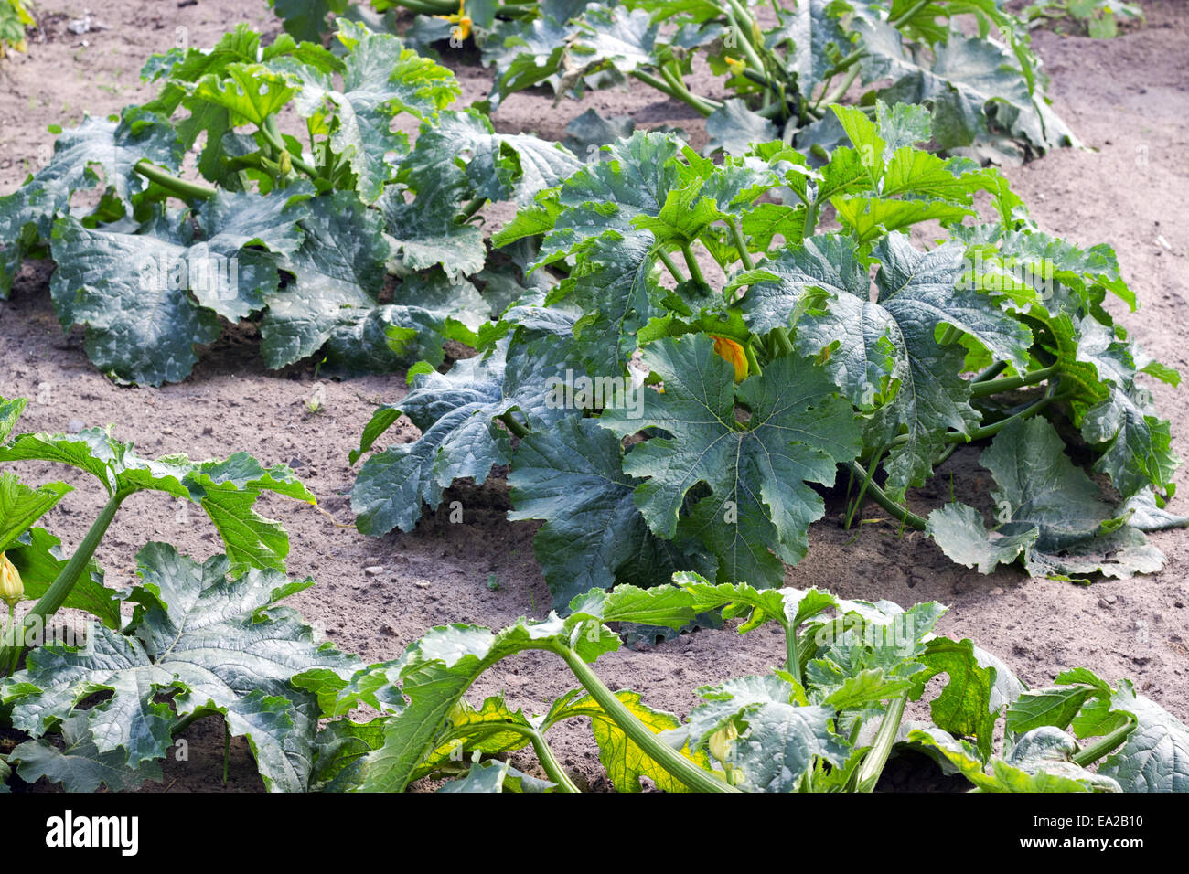 Gemüse-Bett Zucchini Pflanze Stockfoto