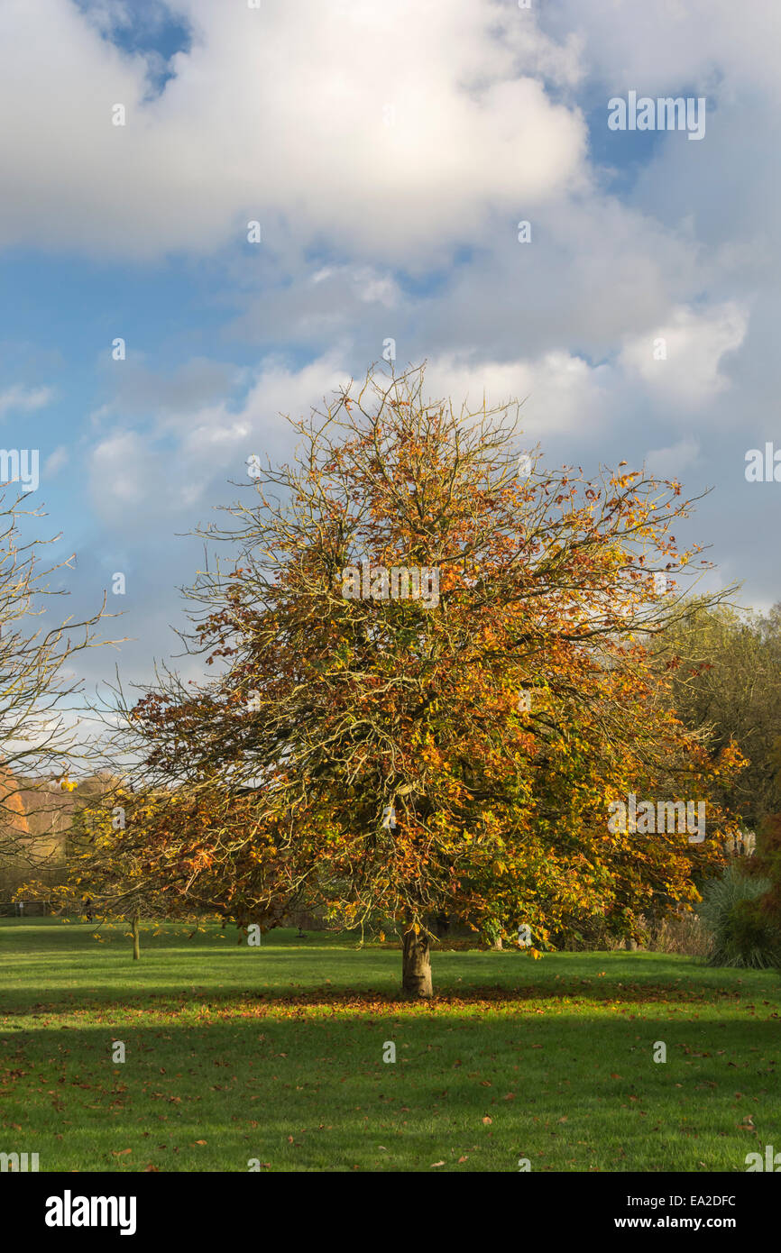 Herbstlicher Baum am Ende des Herbstes im Golden Acre Park, Leeds Stockfoto