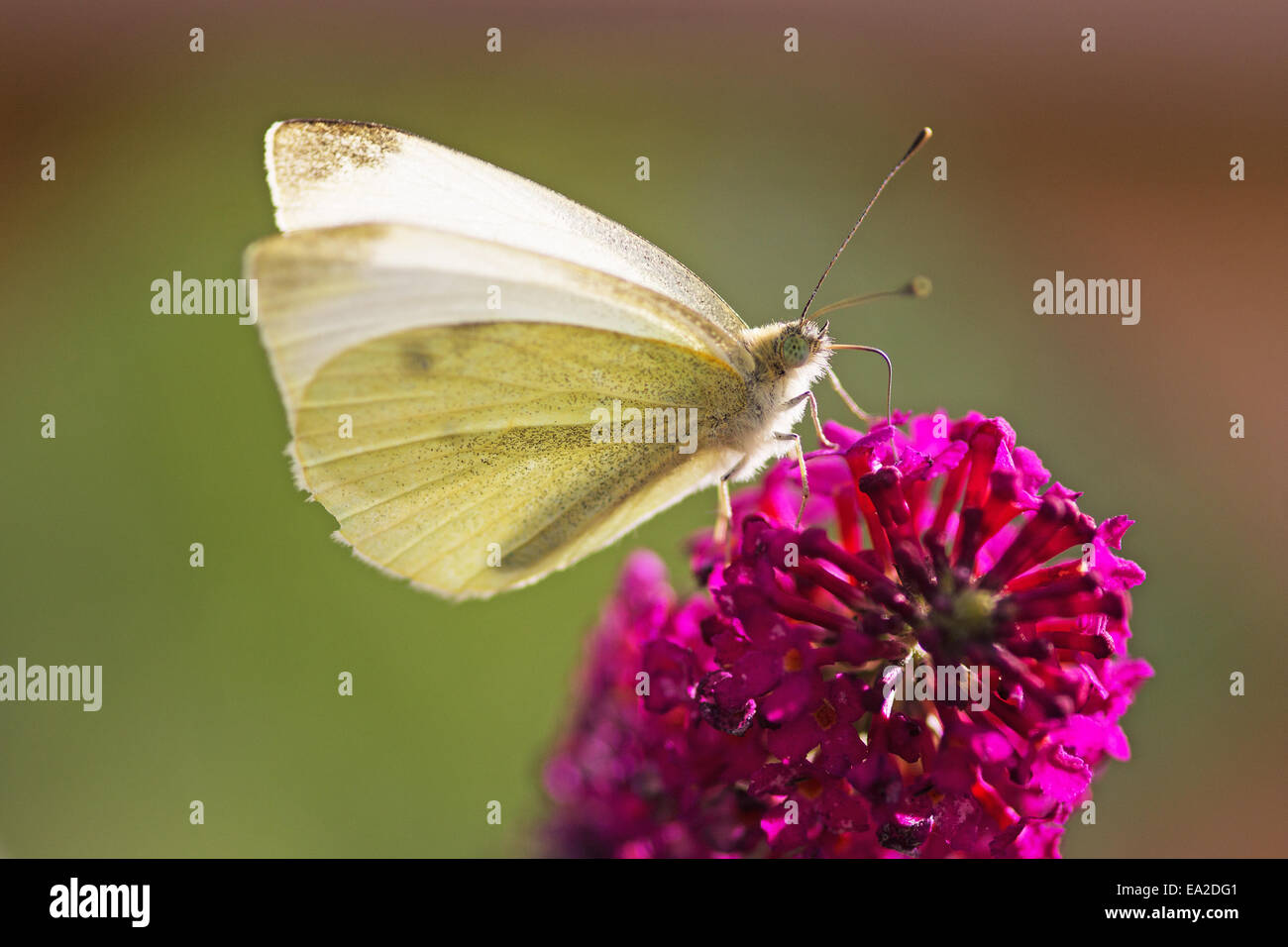 Ein kleinen weißen Schmetterling thront auf einer lila Blume Stockfoto