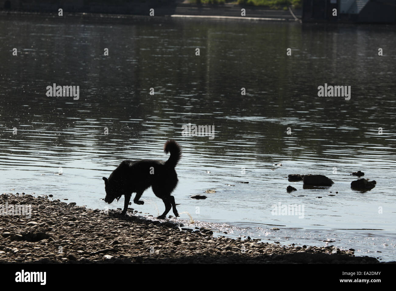 Schwarzer Hund läuft entlang der Elbe in Dresden, Sachsen, Deutschland. Stockfoto
