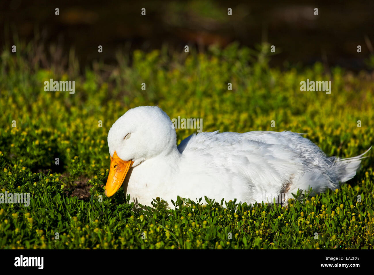 Weiße Ente Nickerchen im Frühling Grüns, Chena River State Recreation Area; Fairbanks, Alaska, Vereinigte Staaten von Amerika Stockfoto