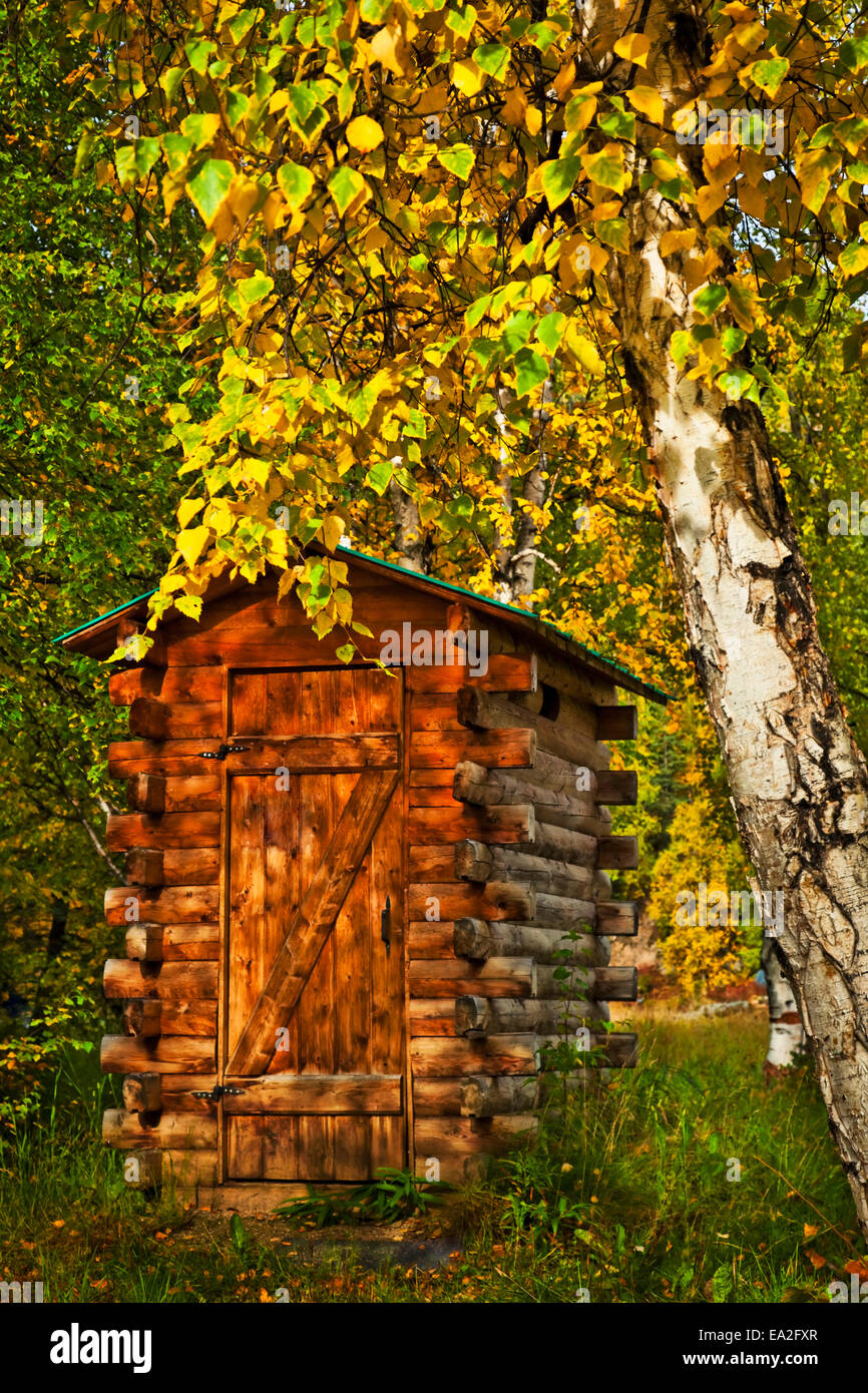 Rustikale Dependance unter Herbst gefärbt Birke in warmes Sonnenlicht; Fairbanks, Alaska, Vereinigte Staaten von Amerika Stockfoto