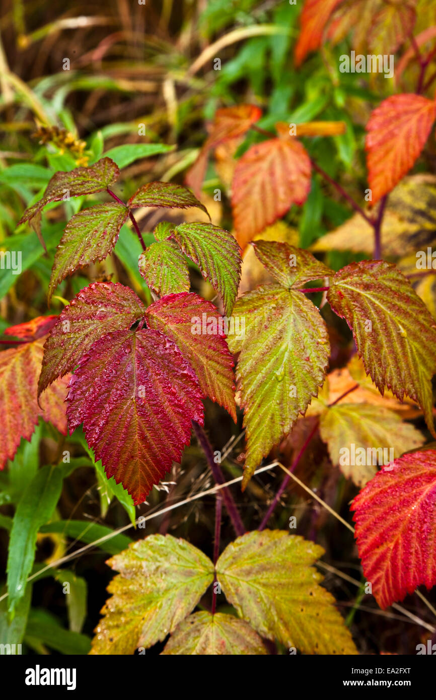 Nahaufnahme von Herbst farbige Tundra; Fairbanks, Alaska, Vereinigte Staaten von Amerika Stockfoto