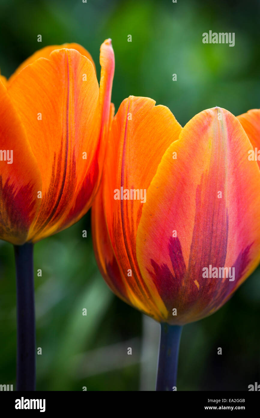 Nahaufnahme von dekorativen farbigen orange Tulpen; Calgary, Alberta, Kanada Stockfoto