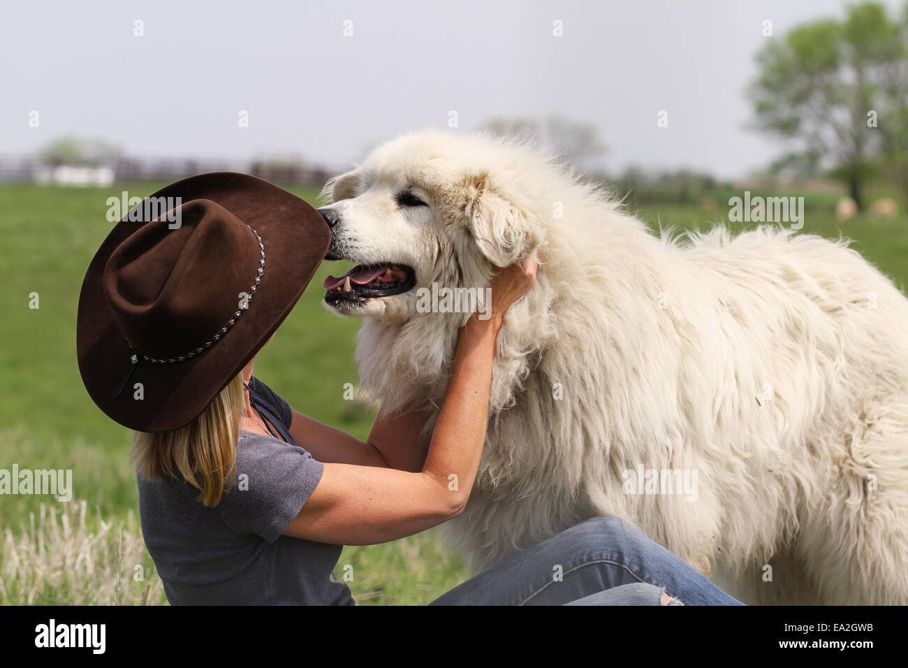 Großer weißer hund -Fotos und -Bildmaterial in hoher Auflösung – Alamy