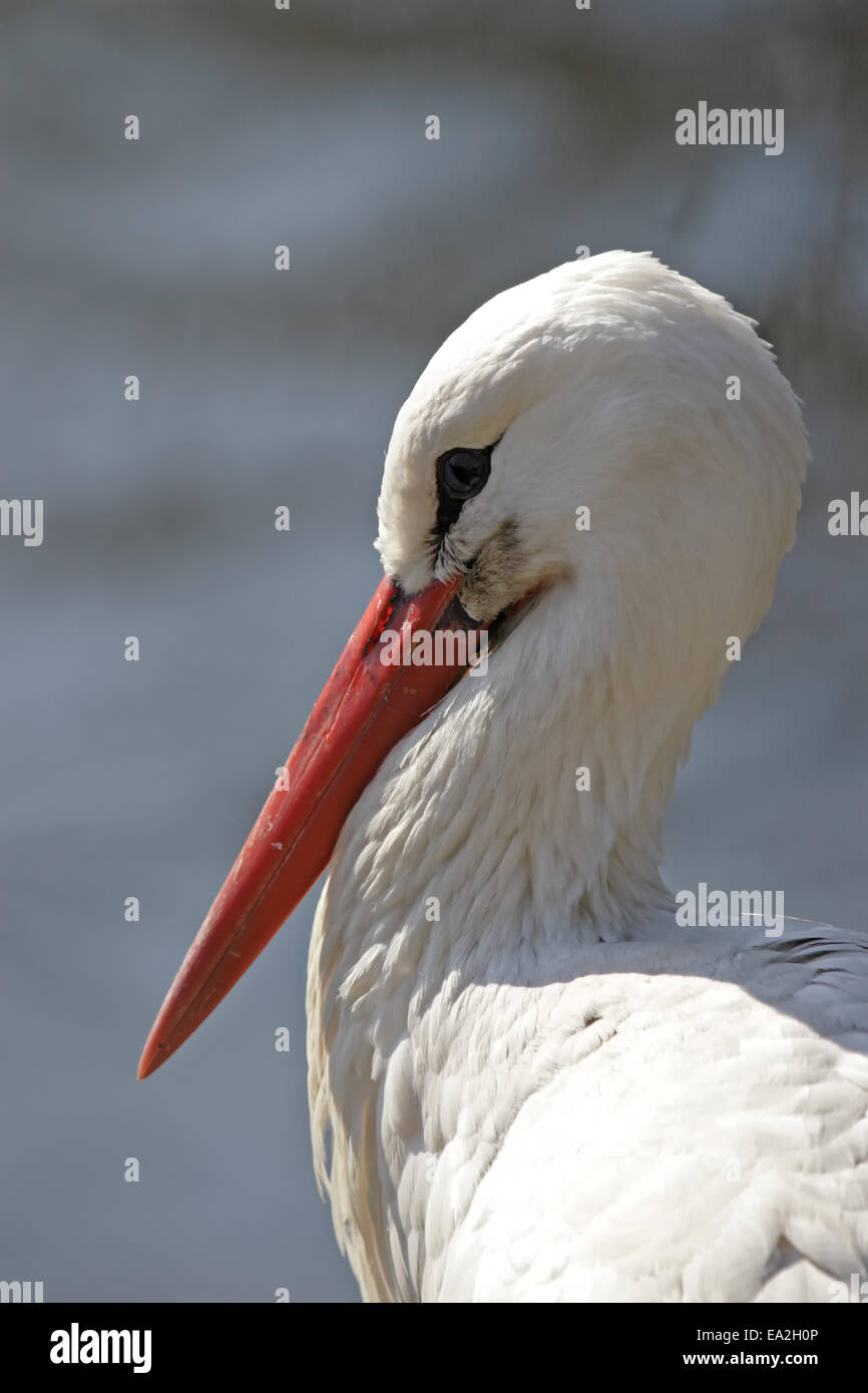 Nahaufnahme von einem Weißstorch (Ciconia Ciconia) Stockfoto