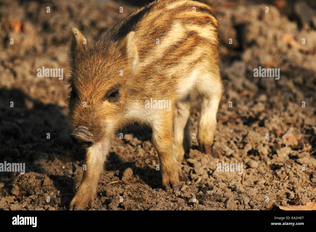 Junge wilde Schweine im Wald Stockfoto