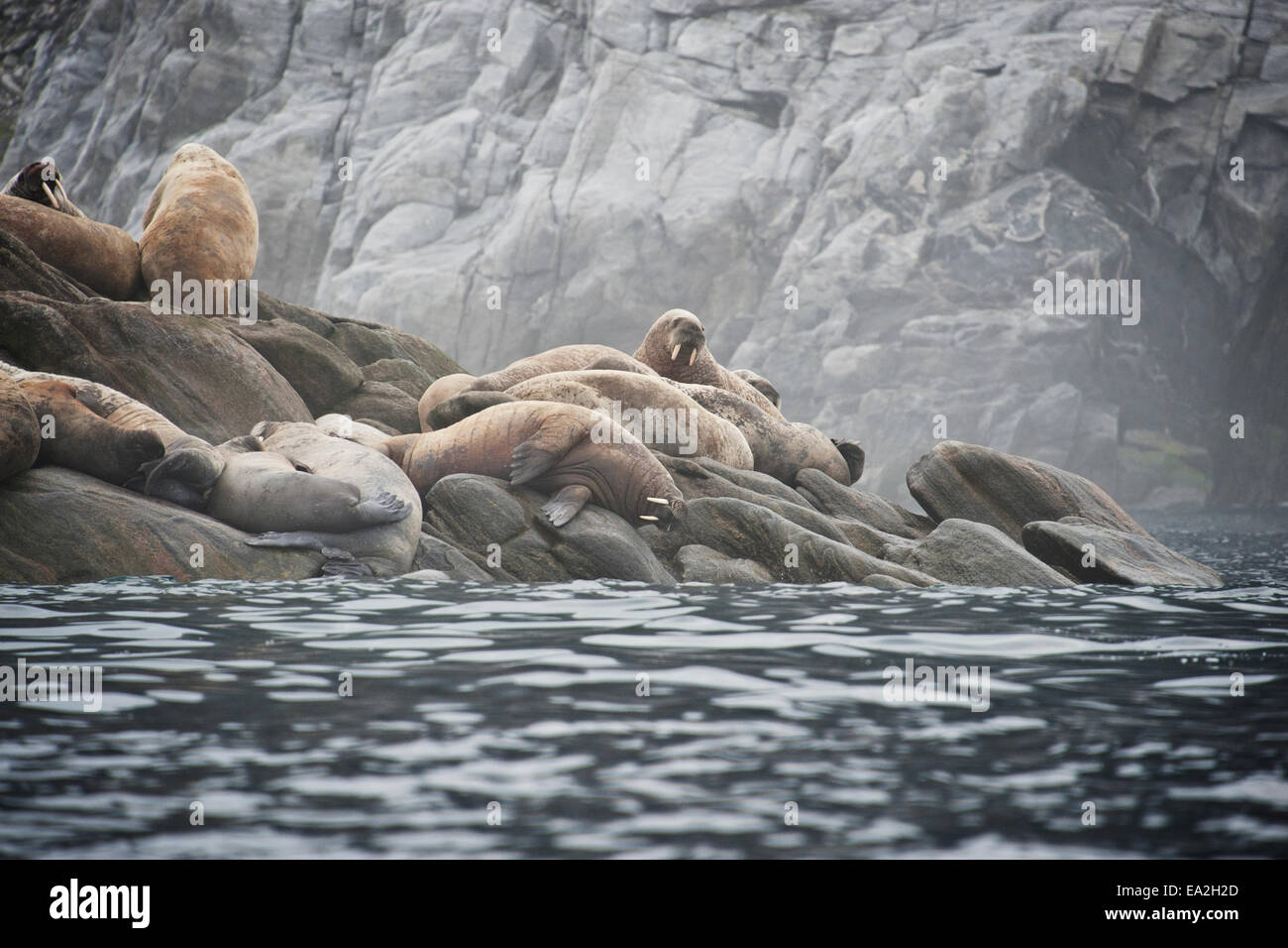 Walross Kolonie, Odobenus Rosmarus geschleppt-Out am Felsen, Baffin-Insel, der kanadischen Arktis. Stockfoto