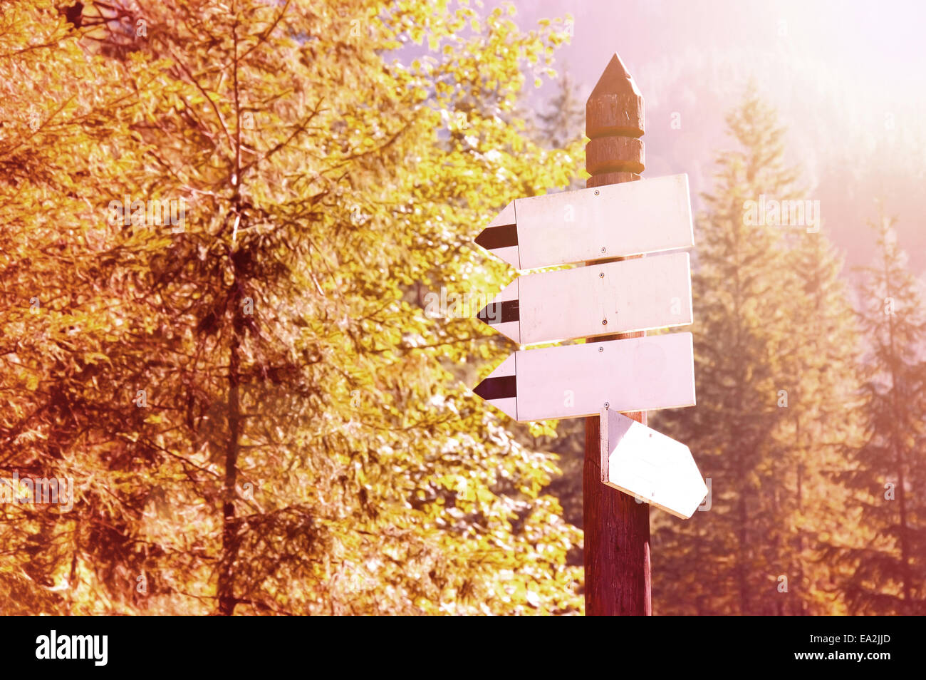 Kostenloses Exemplar Raum leeren Pfeil singt im Wald. Herbst. Stockfoto