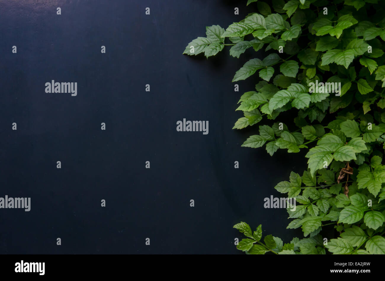 Grünen Efeu wächst gegen eine dunkelblaue Mauer im Garten Stockfoto