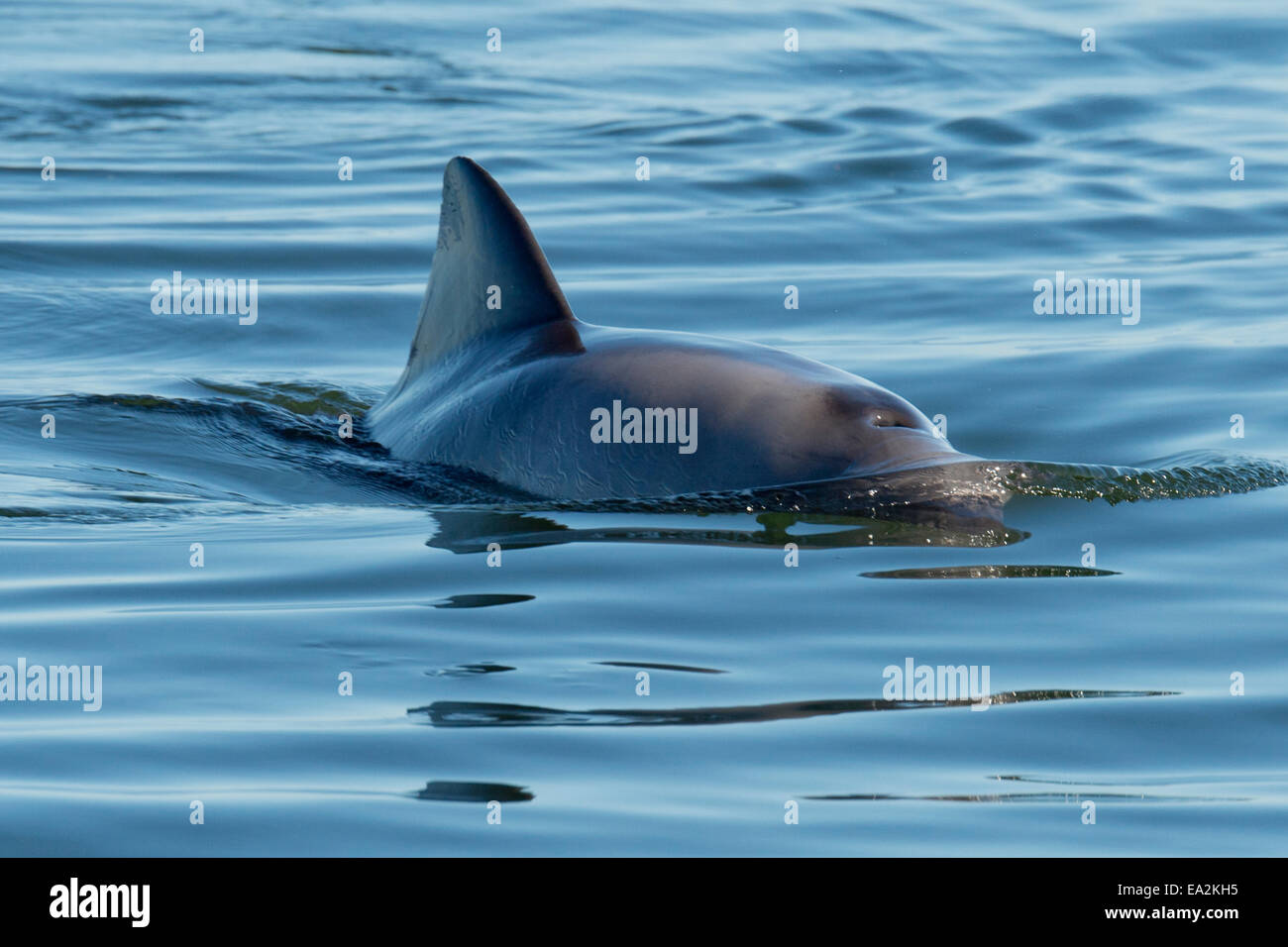 Haviside Delfin (Cephalorhynchus Heavisidii), oder alternativ Heavisides Delfin, auftauchen. Walvis Bay, Namibia. Stockfoto