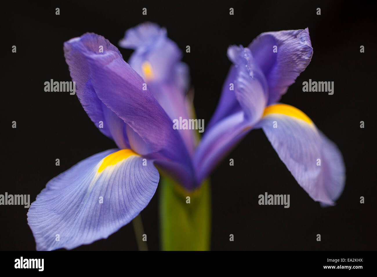 Nahaufnahme von einem Iris-Blüte Stockfoto