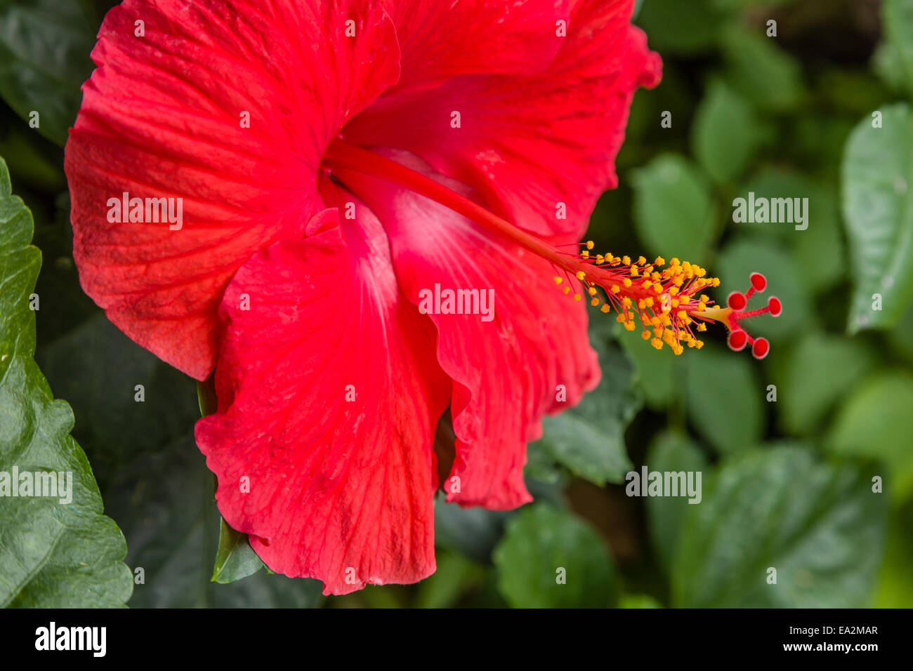 Nahaufnahme einer leuchtend roten Hibiskus Blume, Stockfoto