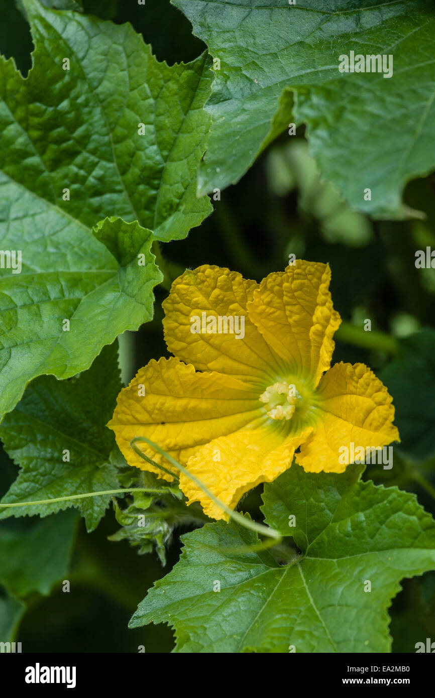 Squash-Blume, umgeben von grünen Blättern. Stockfoto