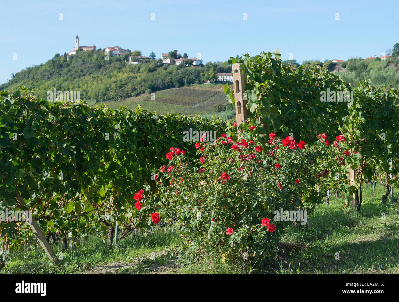 Italien, Panorama über die Weinberge des Piemonts: Langhe Roero und Monferrato auf der UNESCO-Welterbe Liste. Das Dorf S.Marzano Stockfoto