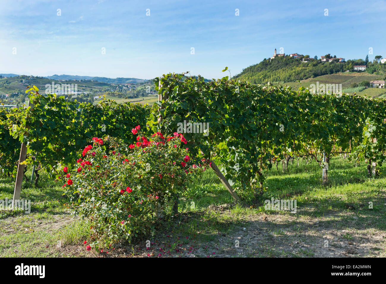 Italien, Panorama über die Weinberge des Piemonts: Langhe Roero und Monferrato auf der UNESCO-Welterbe Liste. Das Dorf S.Marzano Stockfoto