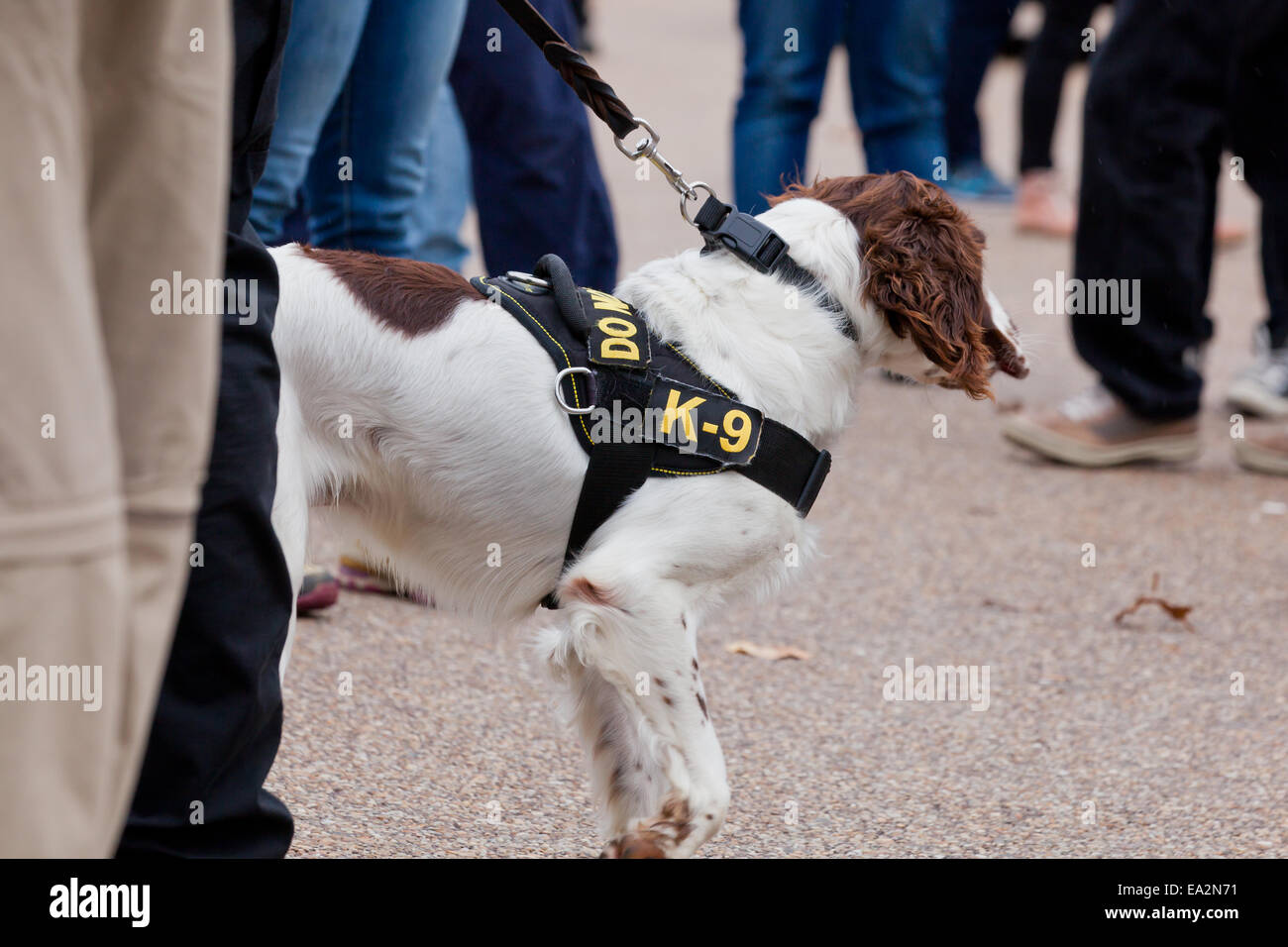 Police k-9 Hund an der Leine - Washington, DC USA Stockfoto