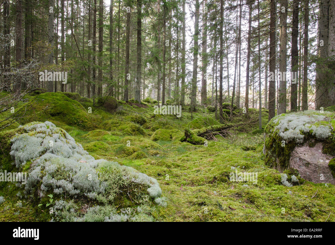 Blick von einem grünen und moosigen Altwachstum Nadelwald in Schweden Stockfoto