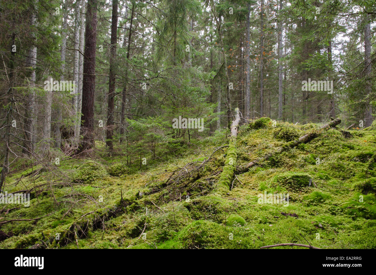 Moosig, unberührt und Altwachstum Nadelwald in Schweden Stockfoto