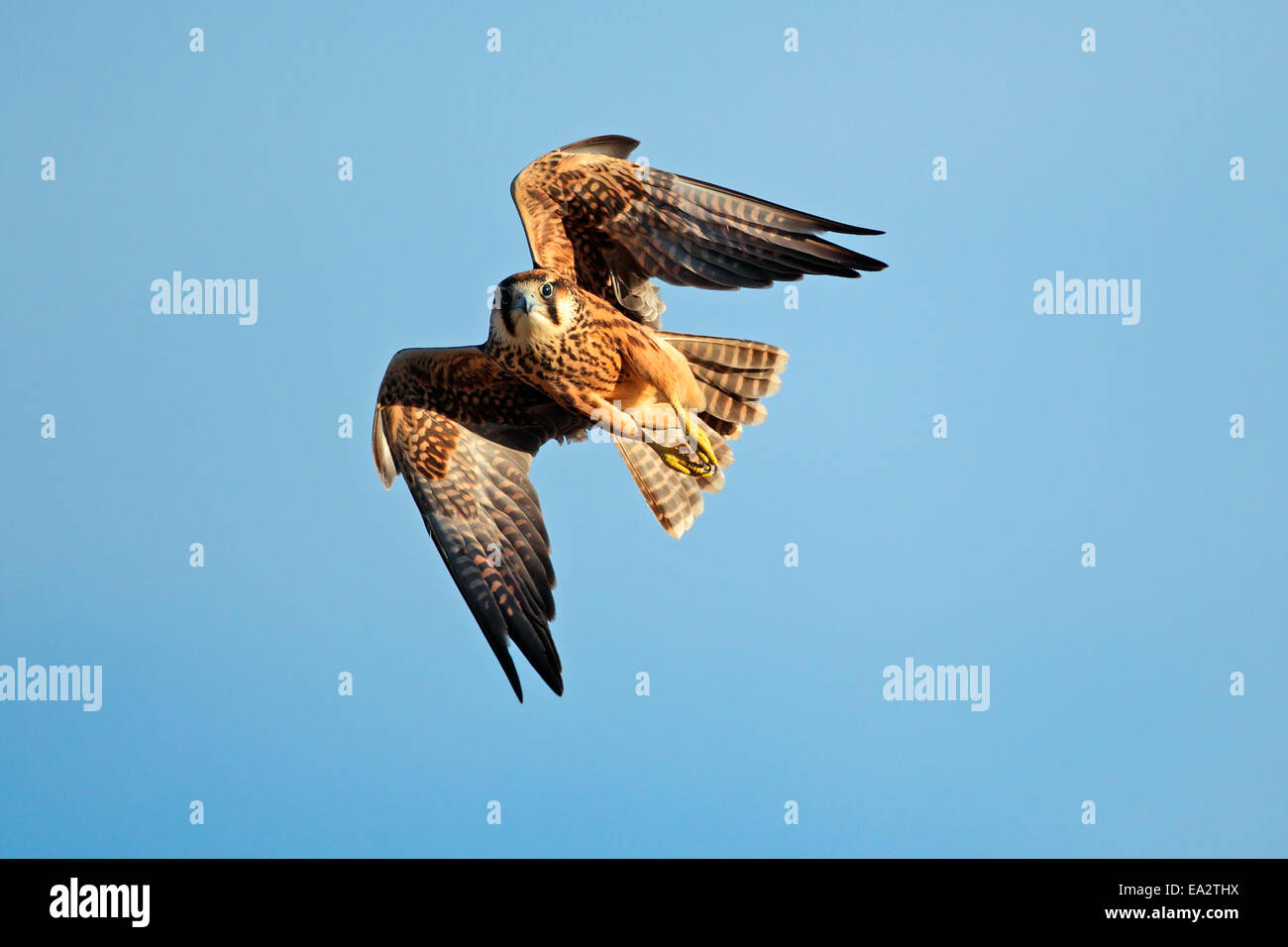 Lanner Falke (Falco Biarmicus) auf der Flucht vor einem blauen Himmel, Südafrika Stockfoto