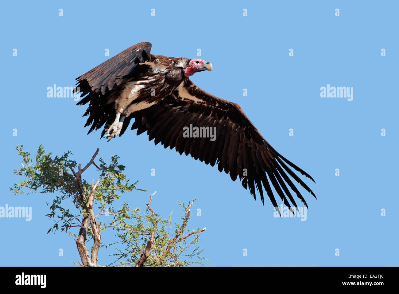 Ohrengeier-faced Vulture (Torgos Tracheliotus) im Flug, Südafrika Stockfoto