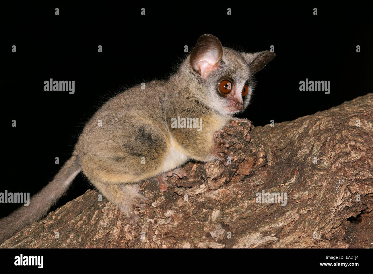 Nächtliche weniger Bushbaby (Galago Moholi) sitzt in einem Baum, Südafrika Stockfoto