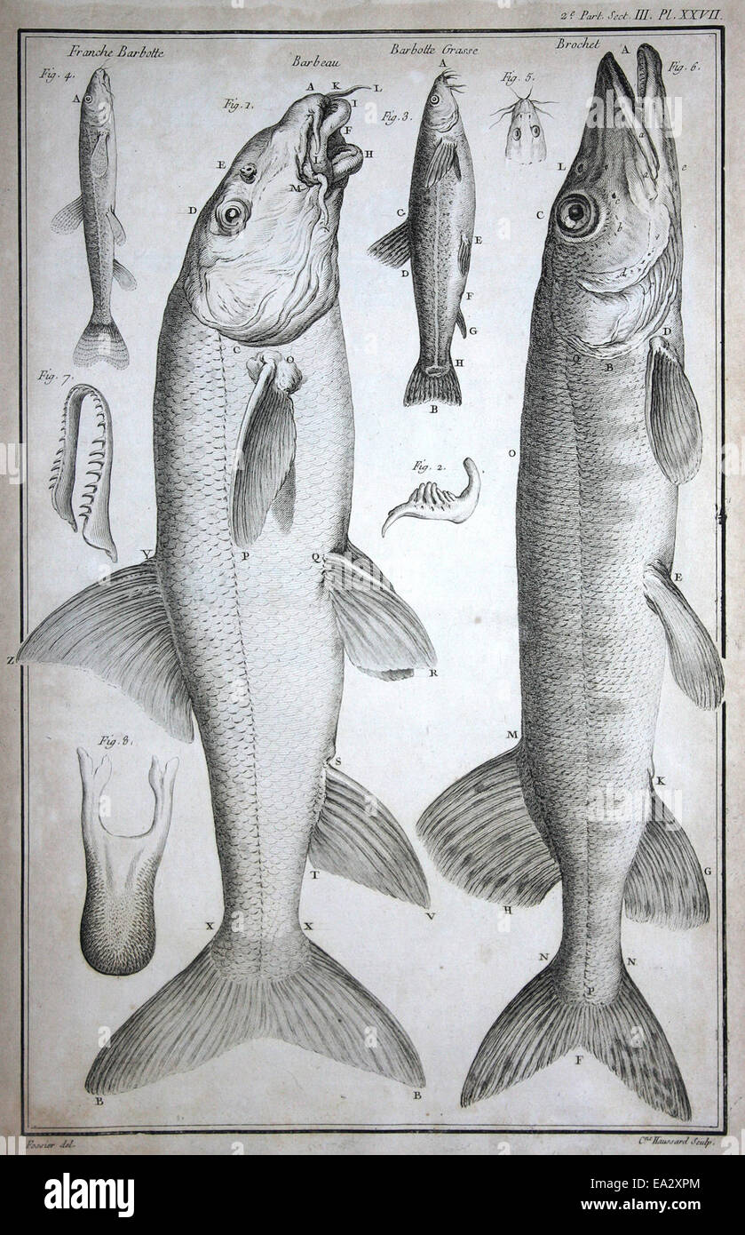 Dieses Kunstwerk zeigt Hecht und andere Süßwasserfische, die ihre natürliche Umgebung darstellen und ihre Merkmale hervorheben. Das Stück dient sowohl als wissenschaftliche Studie als auch als künstlerische Darstellung des Wasserlebens. Stockfoto