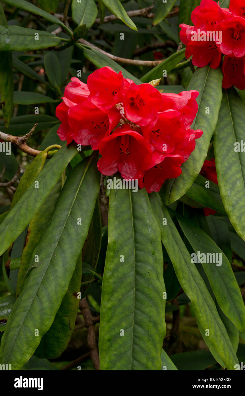 Rhododendron Facetum Stockfoto