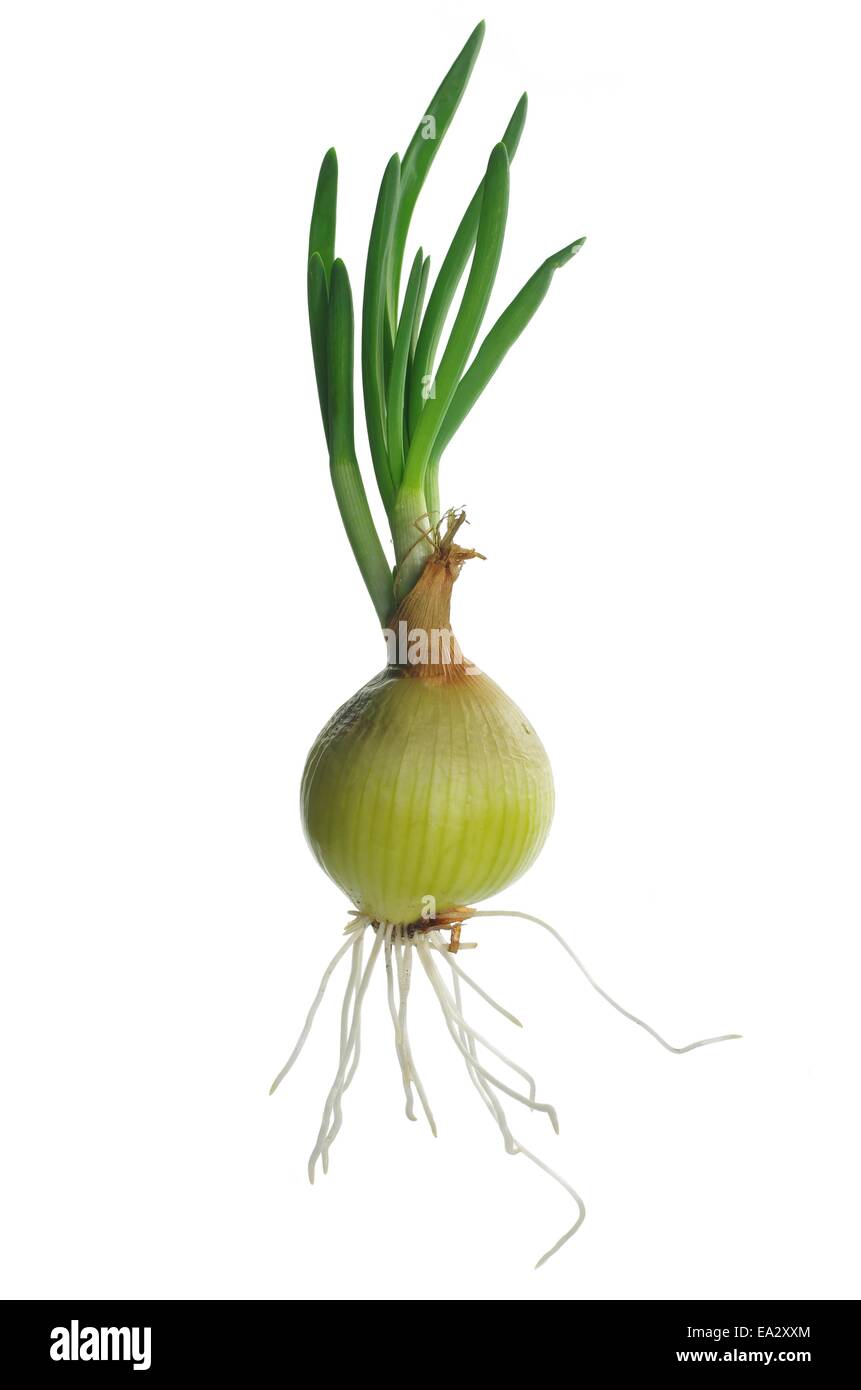 Grünen Schnittlauch mit Root auf weißem Hintergrund Stockfoto
