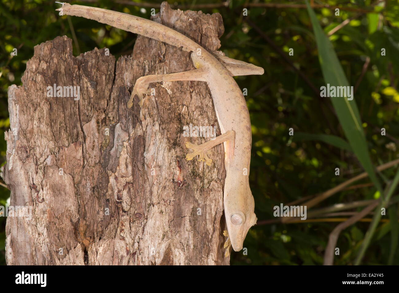 Liniertes Blatt-tailed Gecko (Uroplatus Lineatus), Madagaskar, Afrika Stockfoto