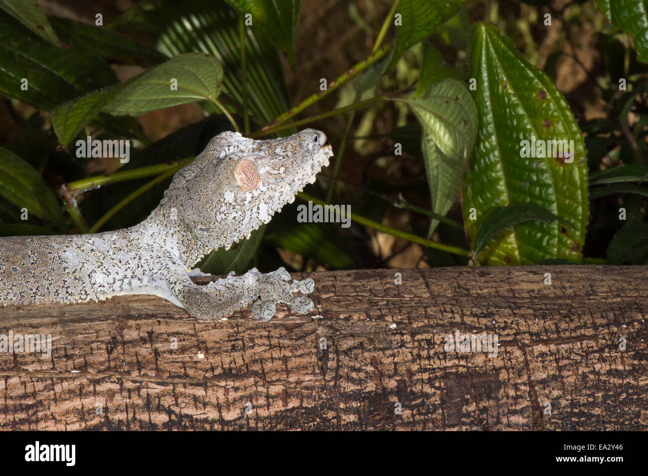 Blatt-tailed Gecko (Uroplatus Fimbriatus), Madagaskar, Afrika Stockfoto