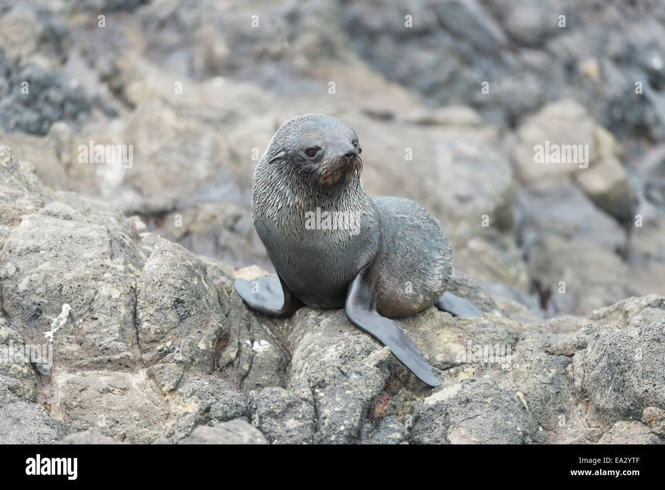 New Zealand Fur Seal Pup in Otago Peninsula, Dunedin, Otago, Südinsel, Neuseeland, Pazifik Stockfoto