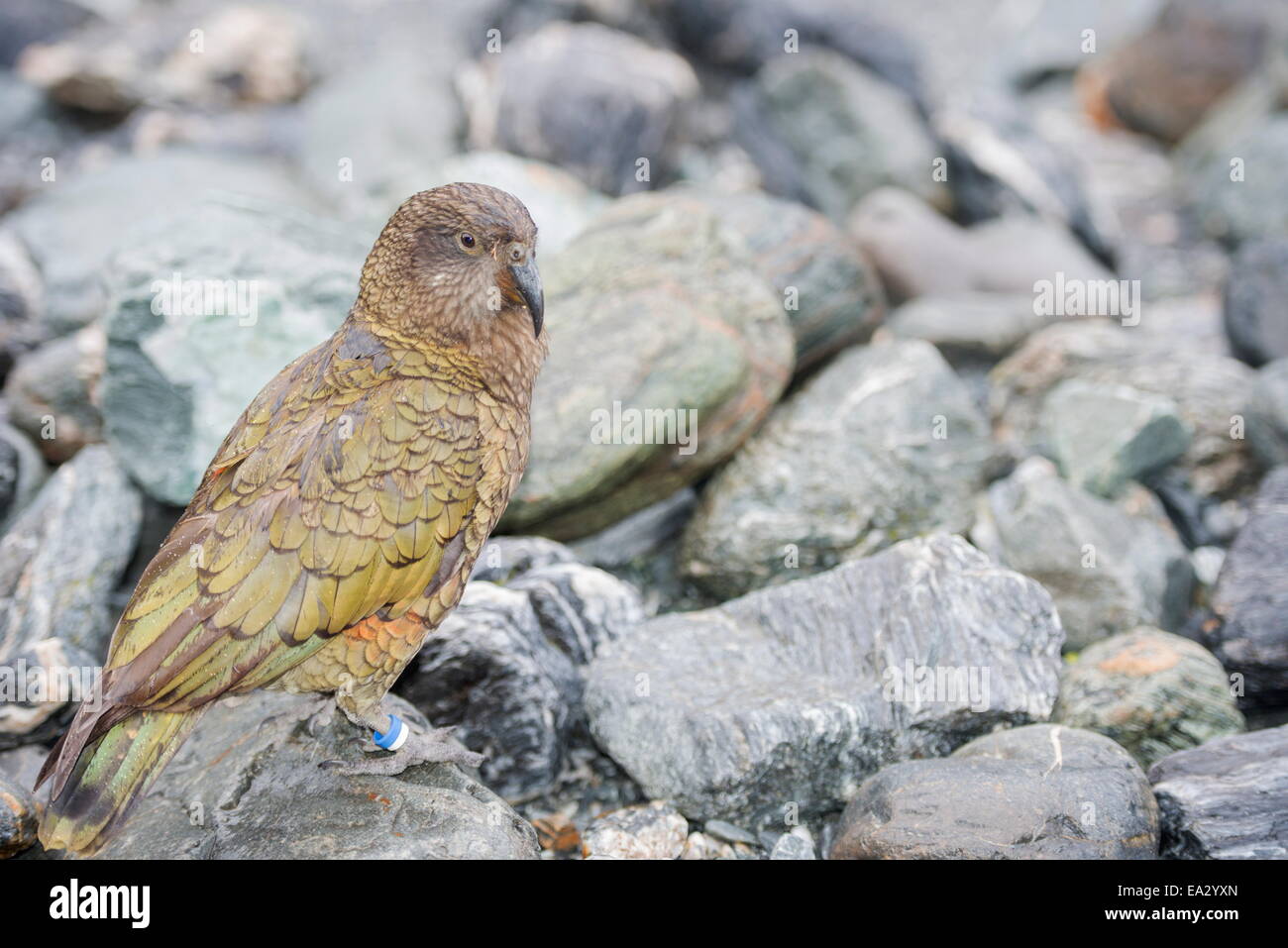 Kea (Kea, Nestor Notabilis), Arthurs Pass, Südinsel, Neuseeland, Pazifik Stockfoto