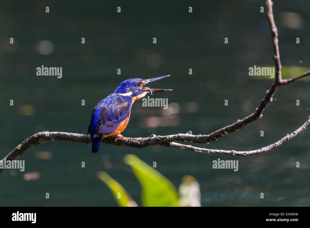 Ein Erwachsener Azure Eisvogel (Alcedo Azurea) schlucken ein Fisch auf dem Daintree River, Daintree Regenwald, Queensland, Australien Stockfoto