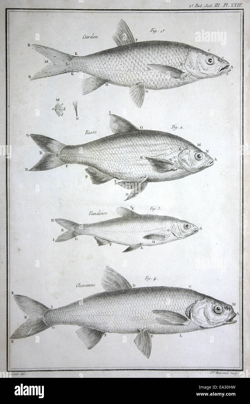 Dieses Kunstwerk zeigt eine Sammlung verschiedener Fischarten, die die Vielfalt der Meereslebewesen hervorheben. Es dient als Darstellung der aquatischen Artenvielfalt und erfasst die Schönheit und Komplexität der Ökosysteme des Ozeans. Stockfoto