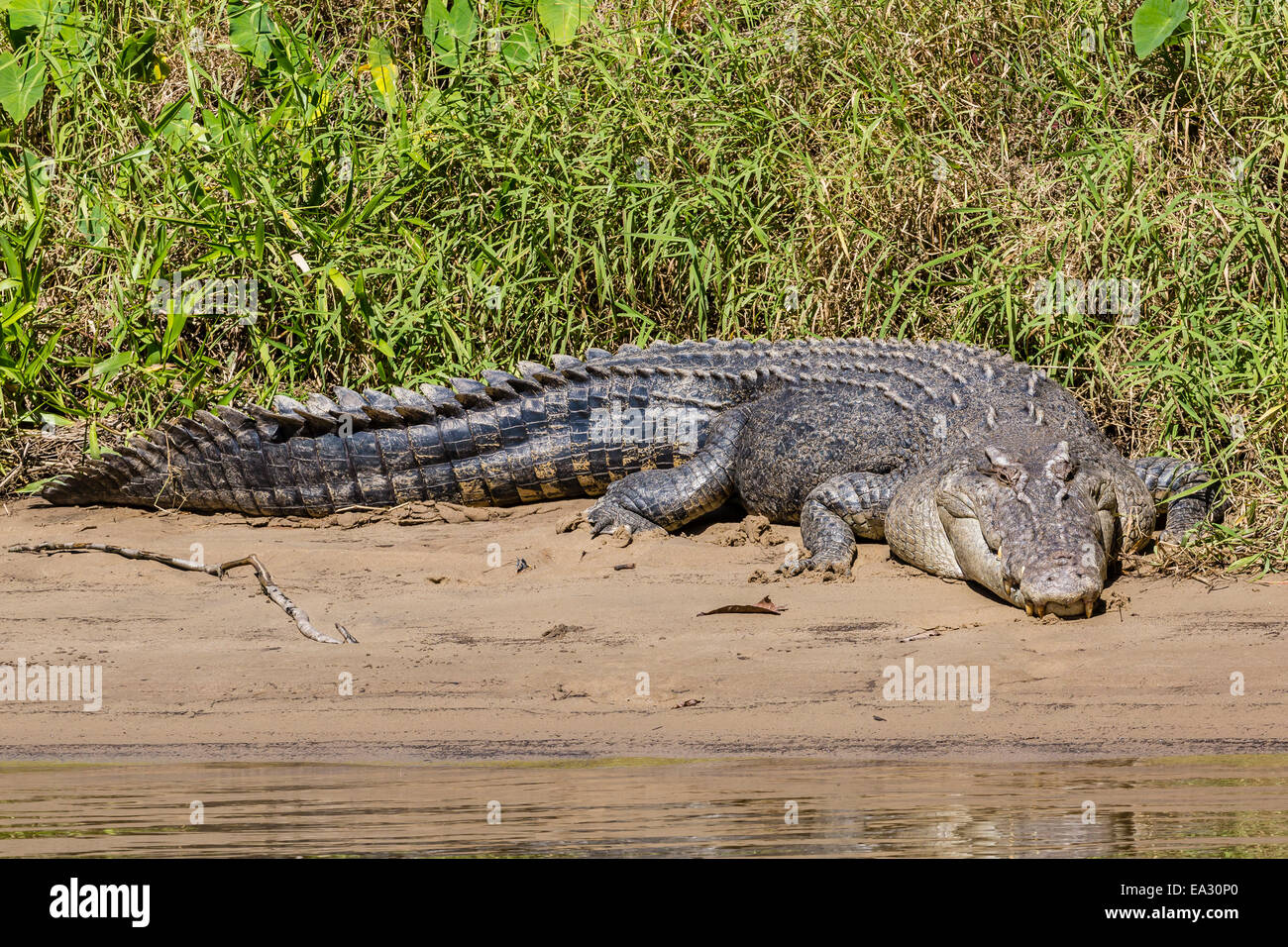Erwachsenen Salzwasser-Krokodil (Crocodylus Porosus), an den Ufern des Daintree River, Daintree Regenwald, Queensland, Australien Stockfoto