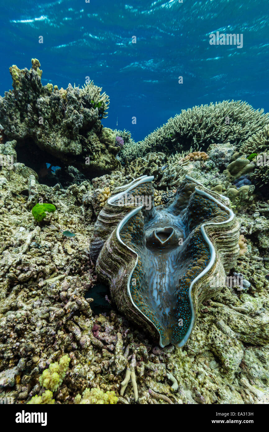 Unterwasser-Blick der Riesenmuschel (Tridacna Spp), Pixies Bommie, Great Barrier Reef, Queensland, Australien, Pazifik Stockfoto