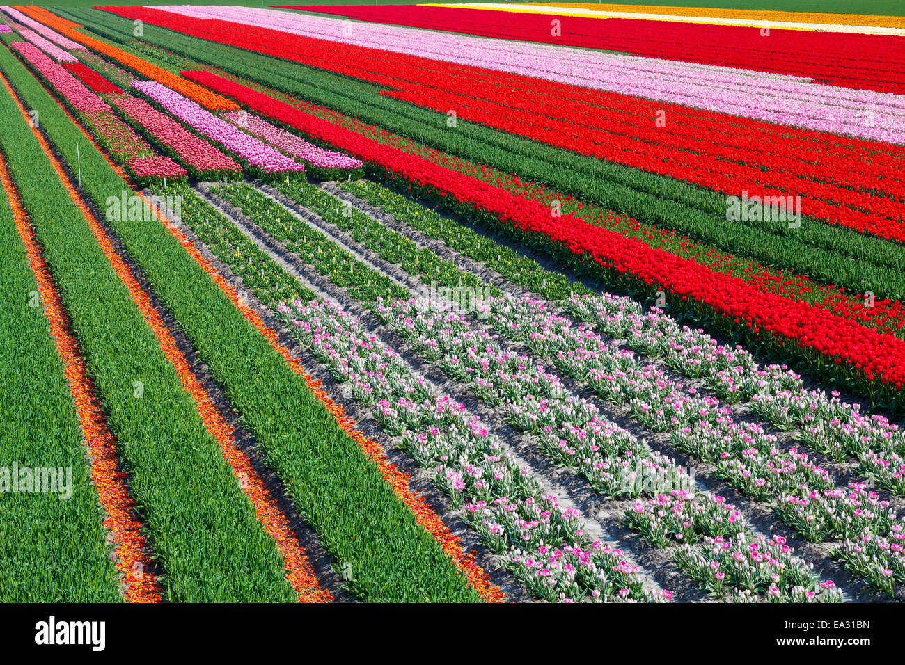 Reihen von Tulpen, Nord-Holland, Niederlande, Europa Stockfoto