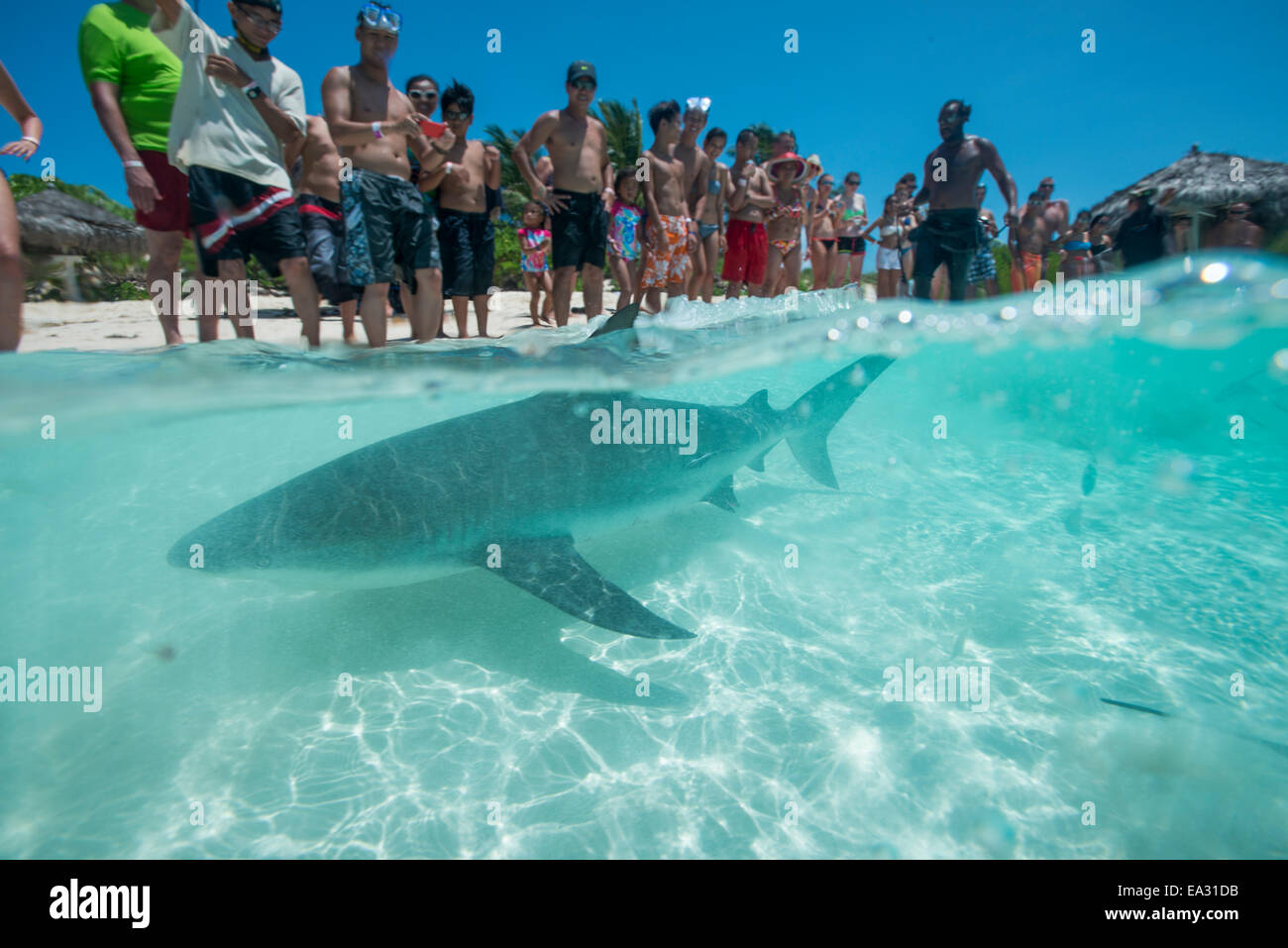 Haifütterung am Strand in den Bahamas, Karibik, Mittelamerika Stockfoto