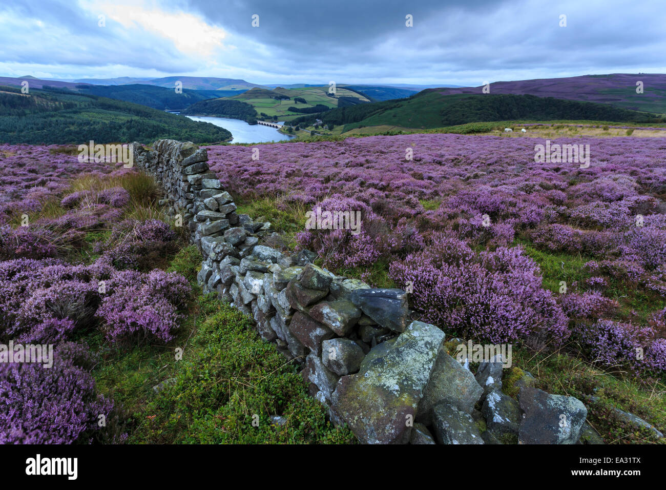 Heidekraut bedeckt Bamford Moor, Trockenmauer und Ladybower Vorratsbehälter in der Morgendämmerung im Sommer, Peak District, Derbyshire, England, UK Stockfoto