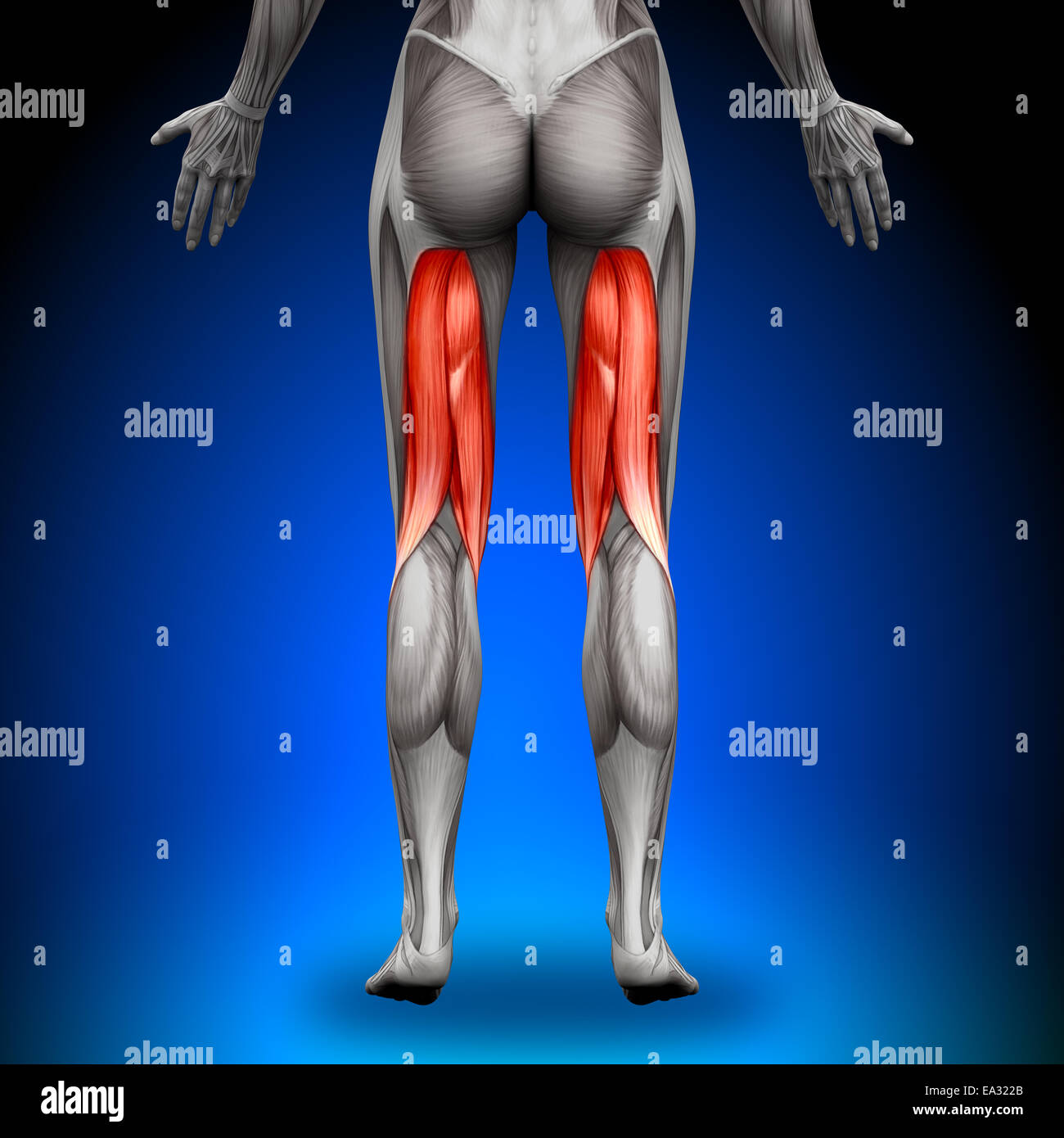 Oberschenkel - weibliche Anatomie Muskeln Stockfotografie - Alamy Oberschenkel - weibliche Anatomie Muskeln Stockfotografie - Alamy