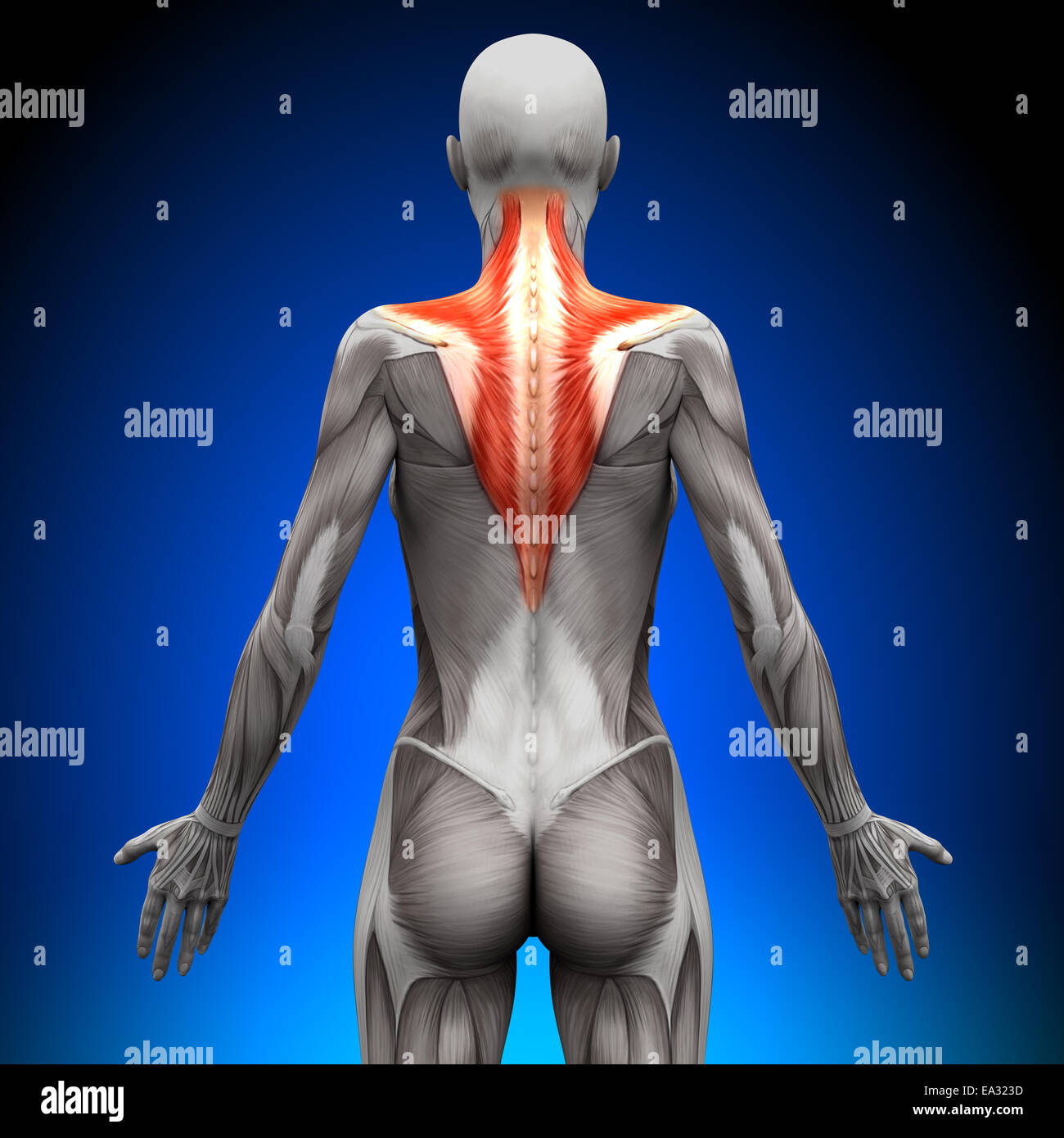 Trapezius - weibliche Anatomie Muskeln Stockfoto