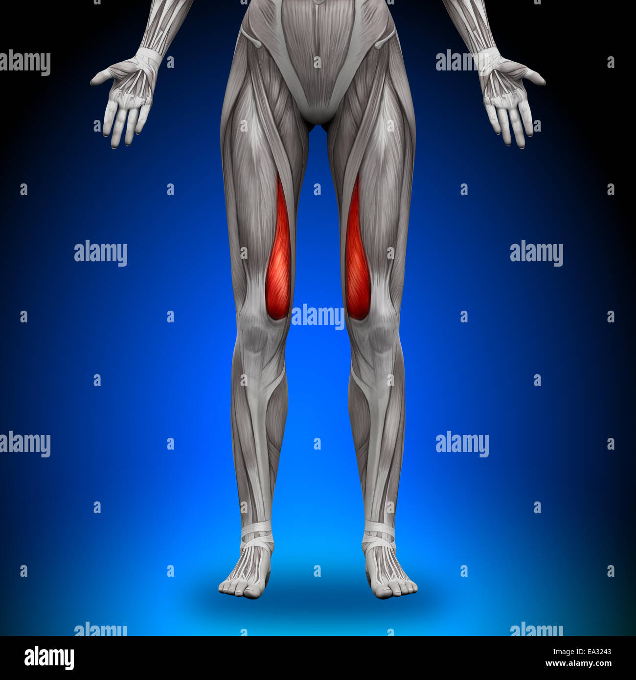 Vastus Medialis - weibliche Anatomie Muskeln Stockfoto