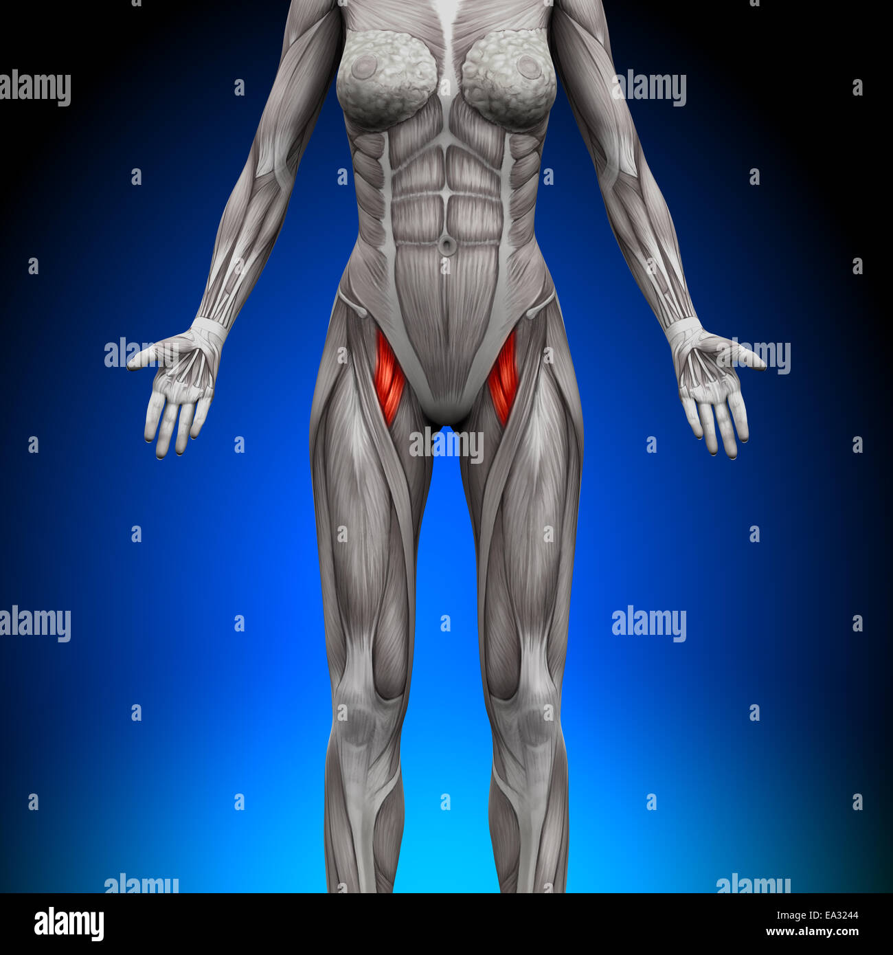 Oberschenkel - weibliche Anatomie Muskeln Stockfotografie - Alamy