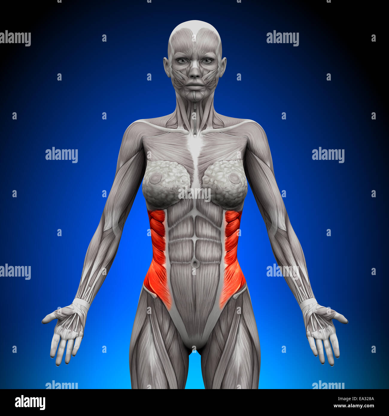 Externen schräg - weibliche Anatomie Muskeln Stockfoto