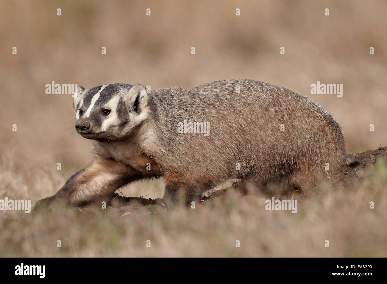 Dachs (Taxidea Taxus) Graben, Custer State Park, South Dakota, Vereinigte Staaten von Amerika, Nordamerika Stockfoto