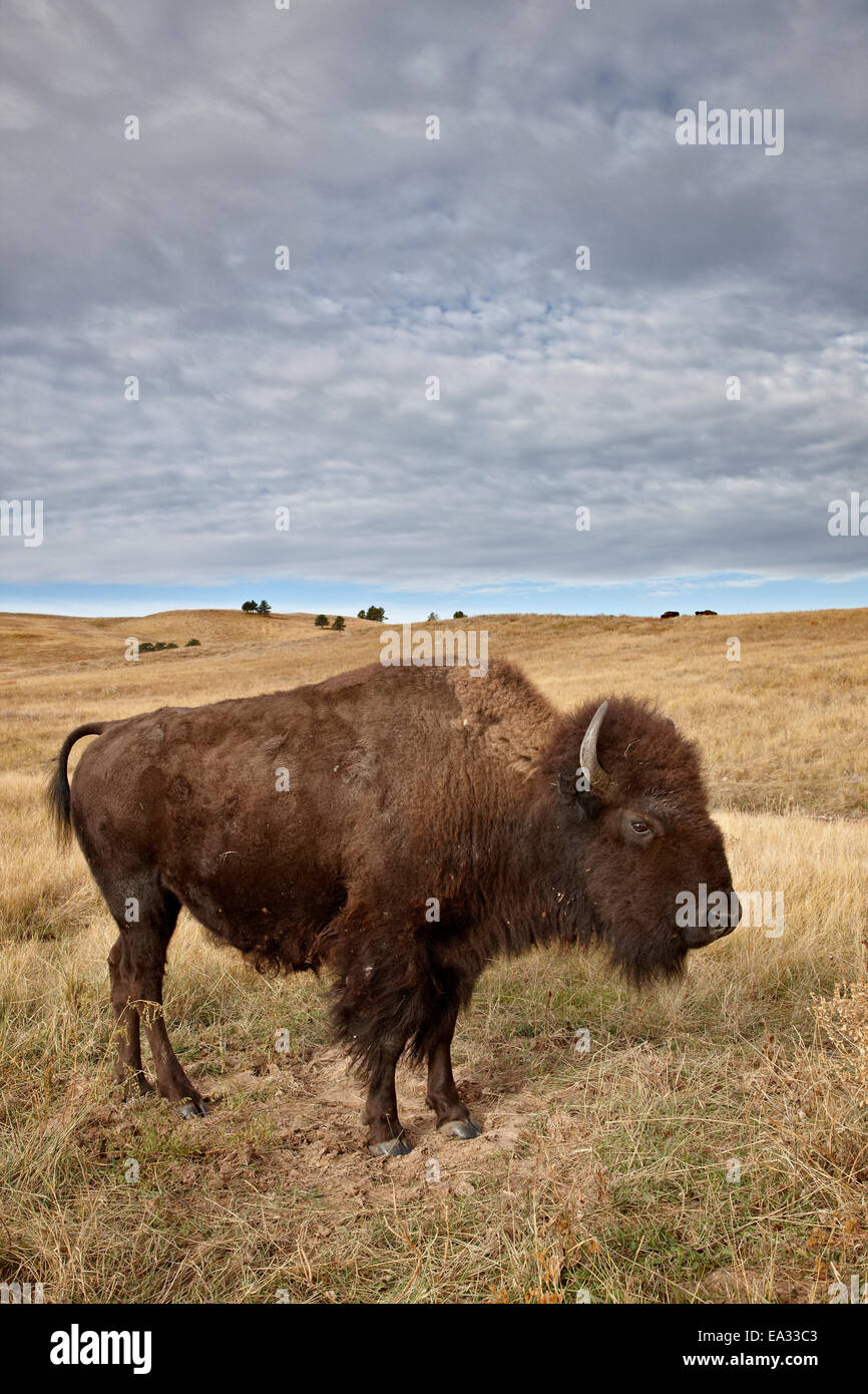 Bisons (Bison Bison) Kuh, Custer State Park, South Dakota, Vereinigte Staaten von Amerika, Nordamerika Stockfoto